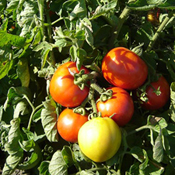 images/giftigpodie/tomaat.jpg