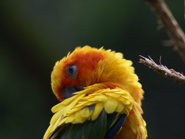 2012-05-20 Birdsymposium papegaaien
