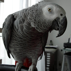 Gevonden Kees