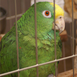 Gevonden Polly