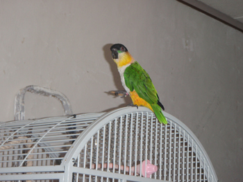 Rico3