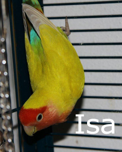 Isa 1