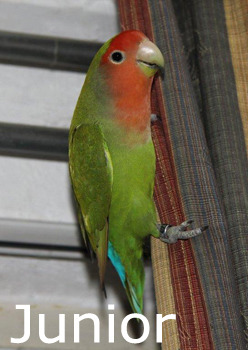 Junior 1