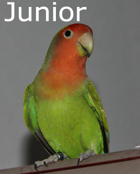 Junior 2