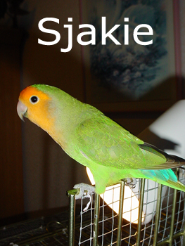 Sjakie 1