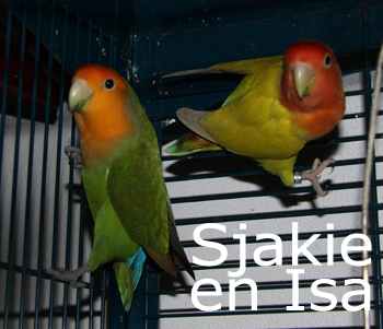 Sjakie en Isa 1