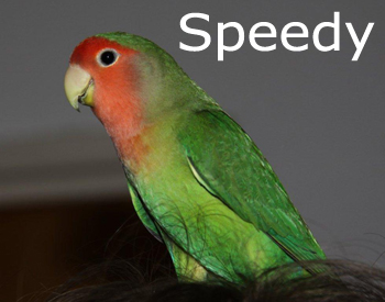 Speedy 2