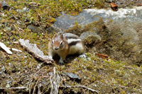 image013