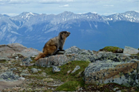 image017