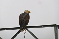 image027