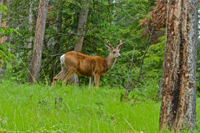 image029