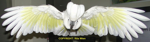 image011