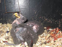 image009