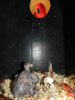 image013