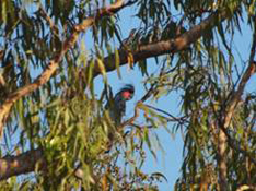 image017