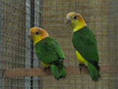 image038