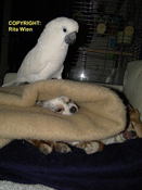 image027