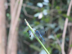 image029