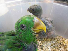image003