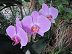 image034