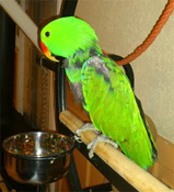 image038