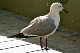 image013