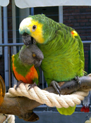 dagboek12 (11)