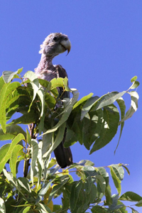 image015
