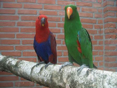 image001