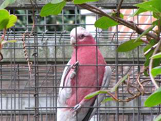 image009