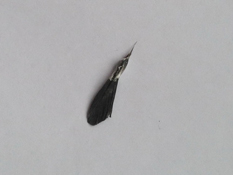 image019