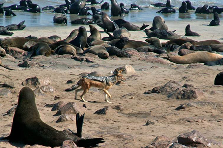 image013