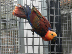 image003