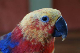 image009