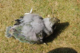 image015