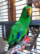 image006