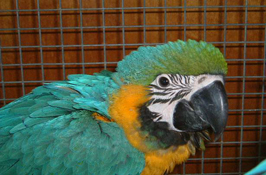 image009
