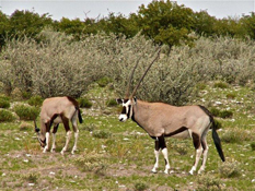 image008