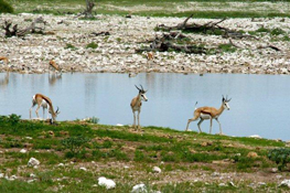 image009