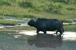image017