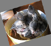 image023