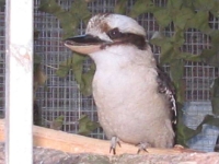 image027