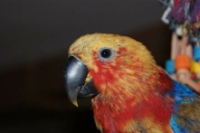 image032