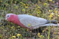 image050