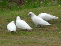 image054