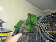 image006