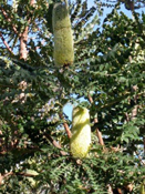 image017