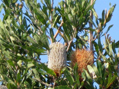image018