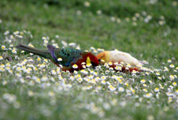 image026