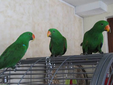 image003